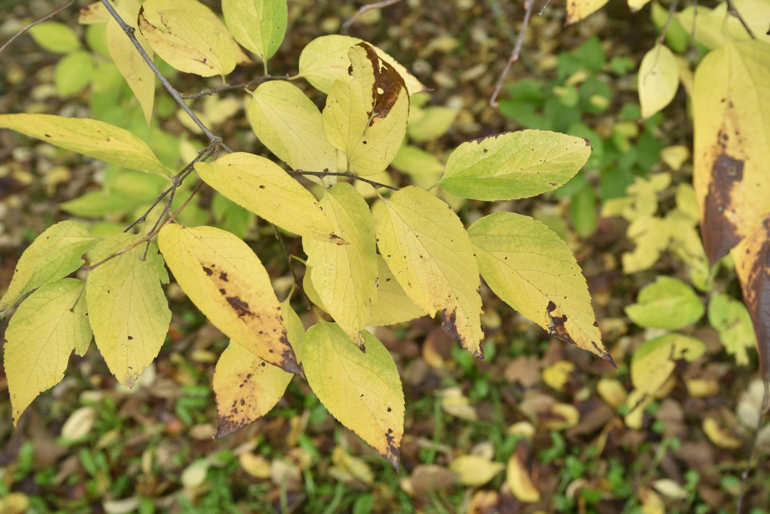 Celtis jessoensis - Frankfurt, Sankt Georgen - Herbst 2019