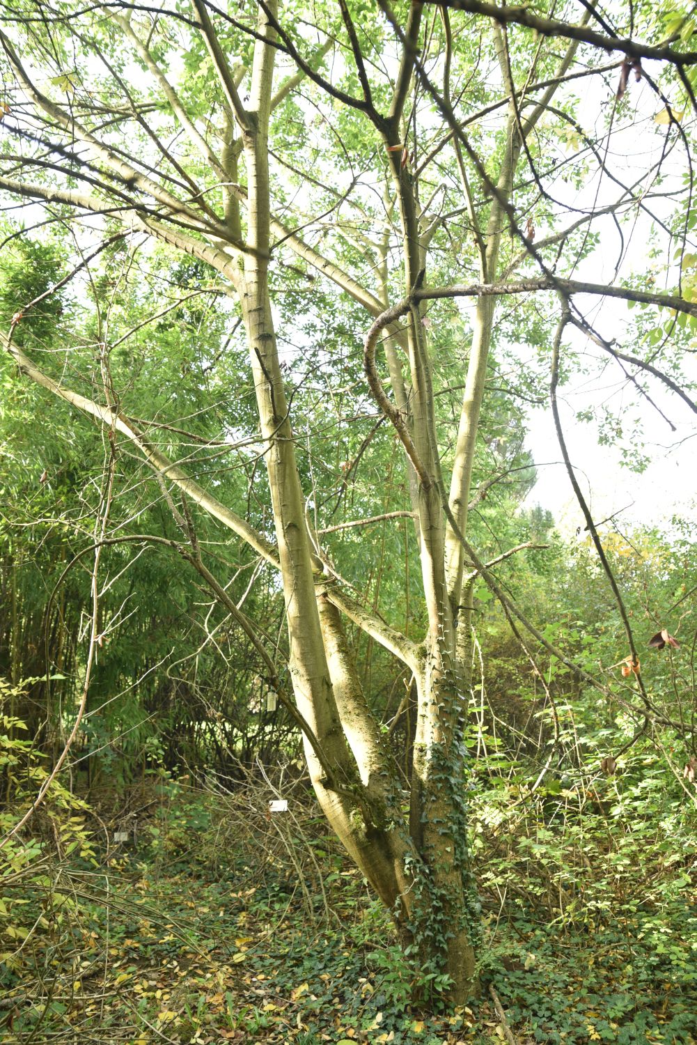 Celtis julianae