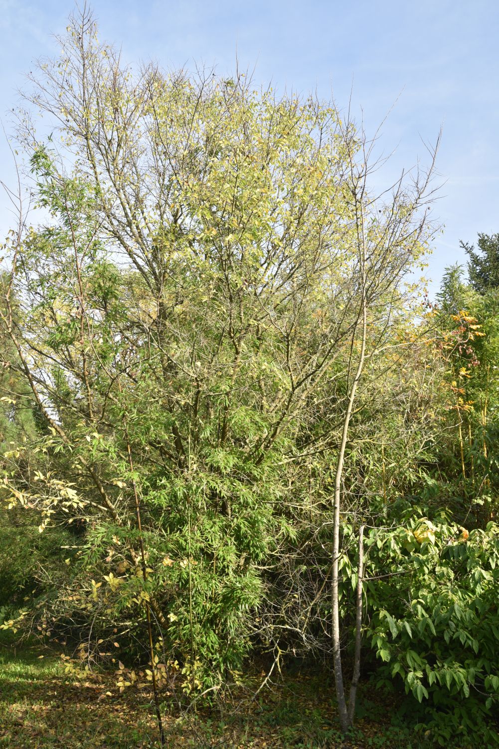 biondii Celtis