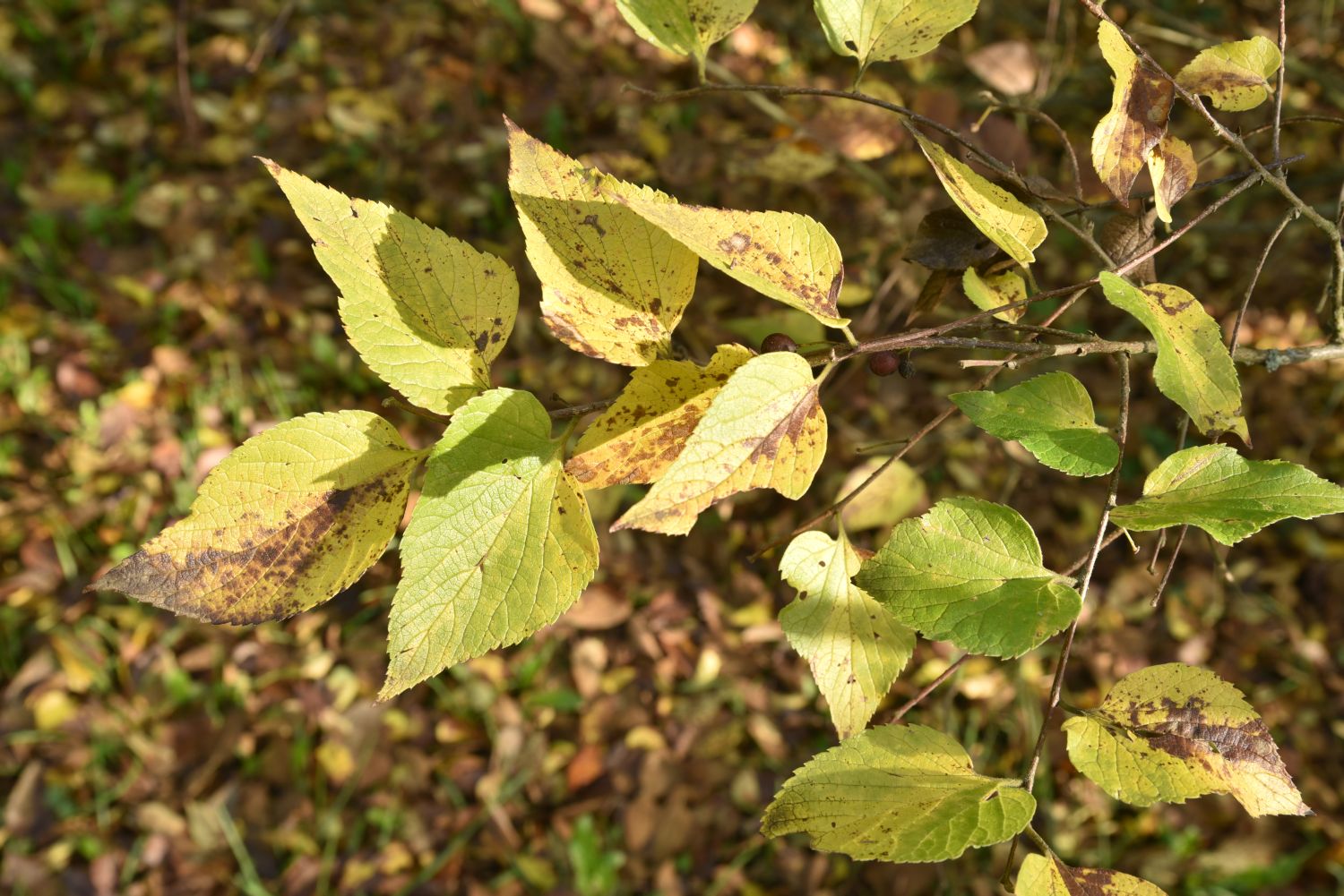 Celtis biondii - Frankfurt, Sankt Georgen - Herbst 2019