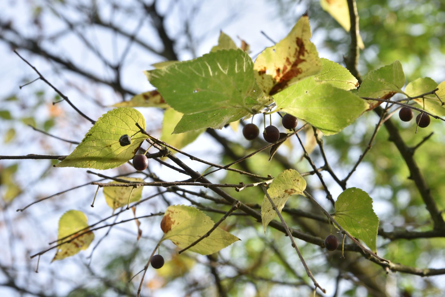 Celtis biondii - Frankfurt, Sankt Georgen - Herbst 2019