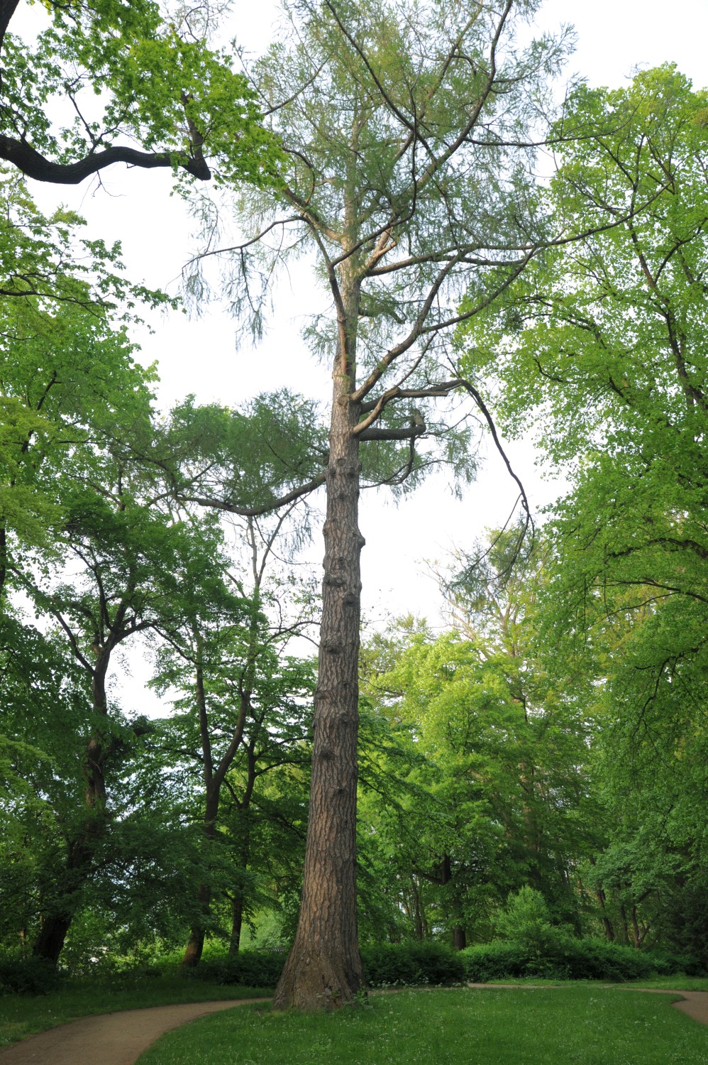 decidua Larix
