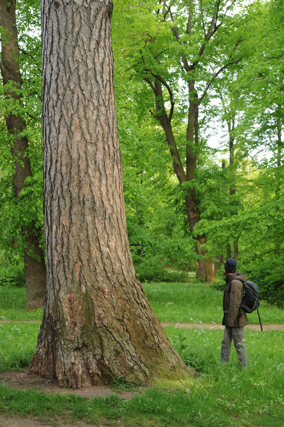 Larix decidua - Wernigerode Lustgarten - 2014
