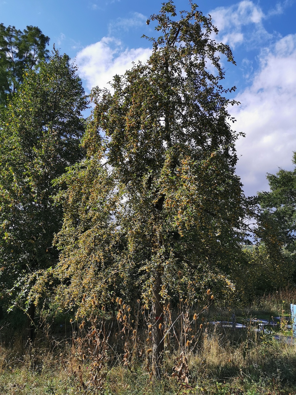 Malus 'Butterball' - Veitshöchheim - 2022