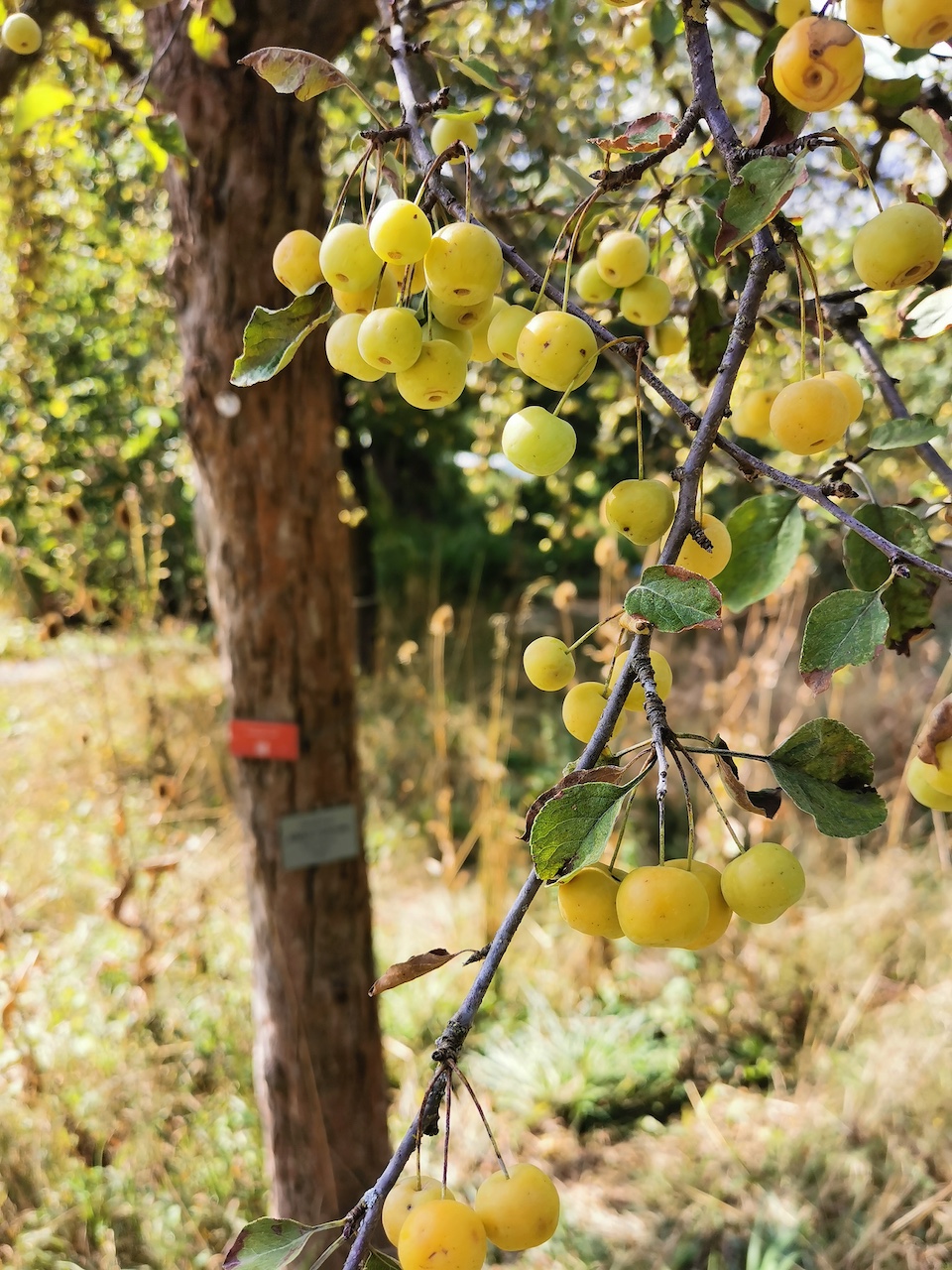 Malus 'Butterball' - Veitshöchheim - 2022