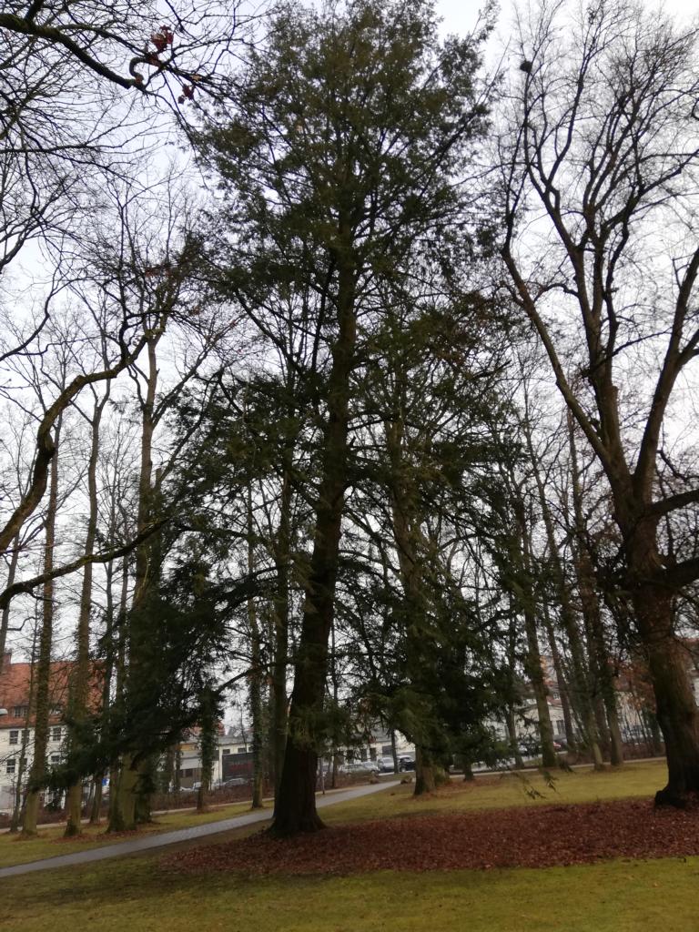 canadensis Tsuga