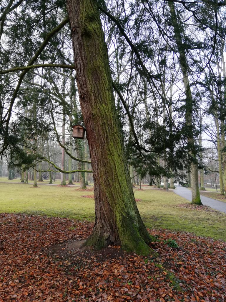 Kanadische Hemlocktanne - Schwabach - Januar 2019