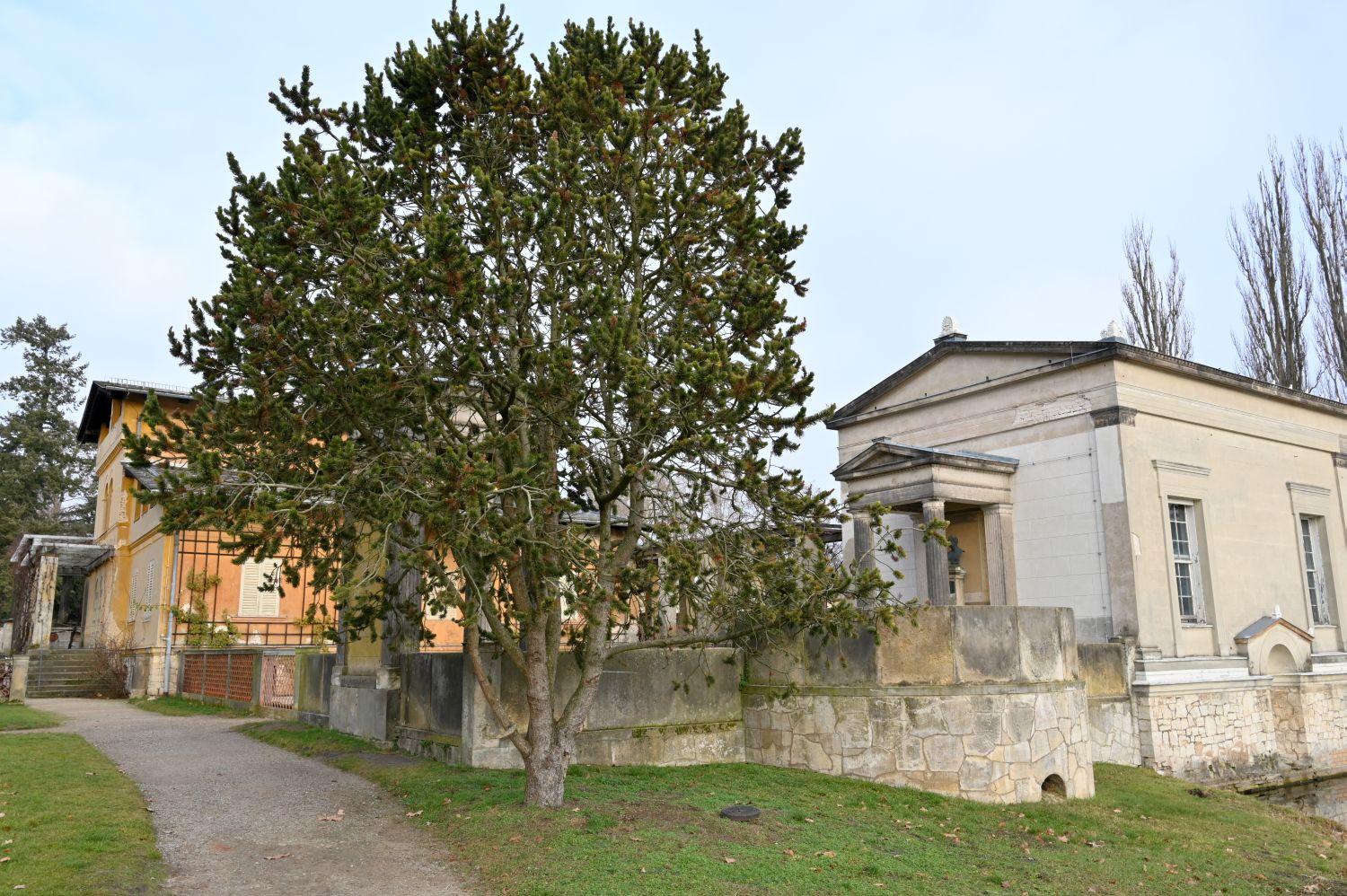 aristata Pinus