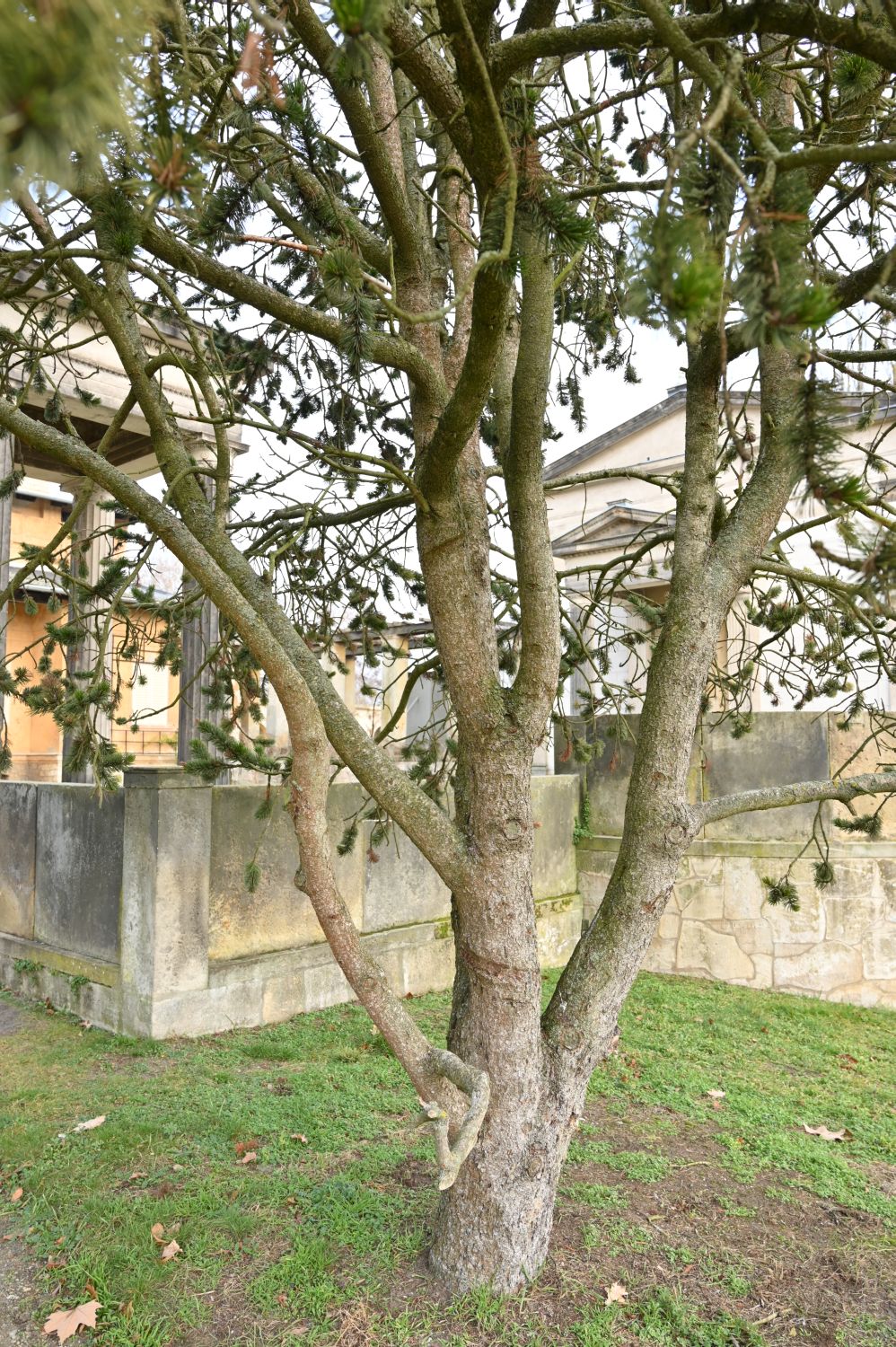 Grannen-Kiefer - Potsdam, Park Sanssouci - Januar 2020