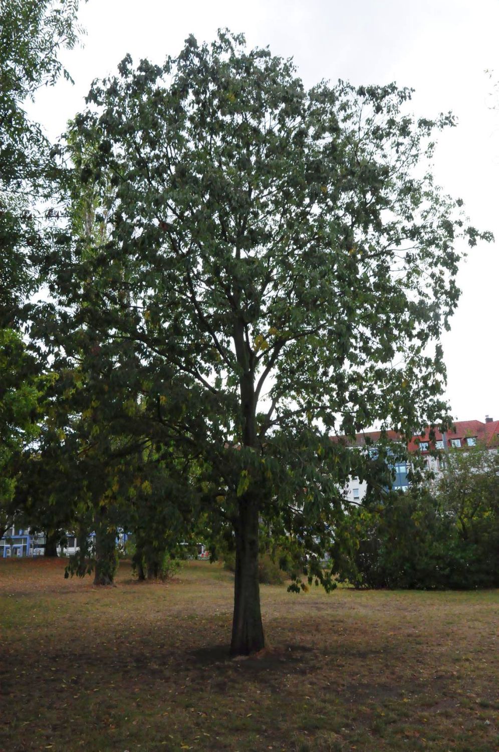 australis Celtis
