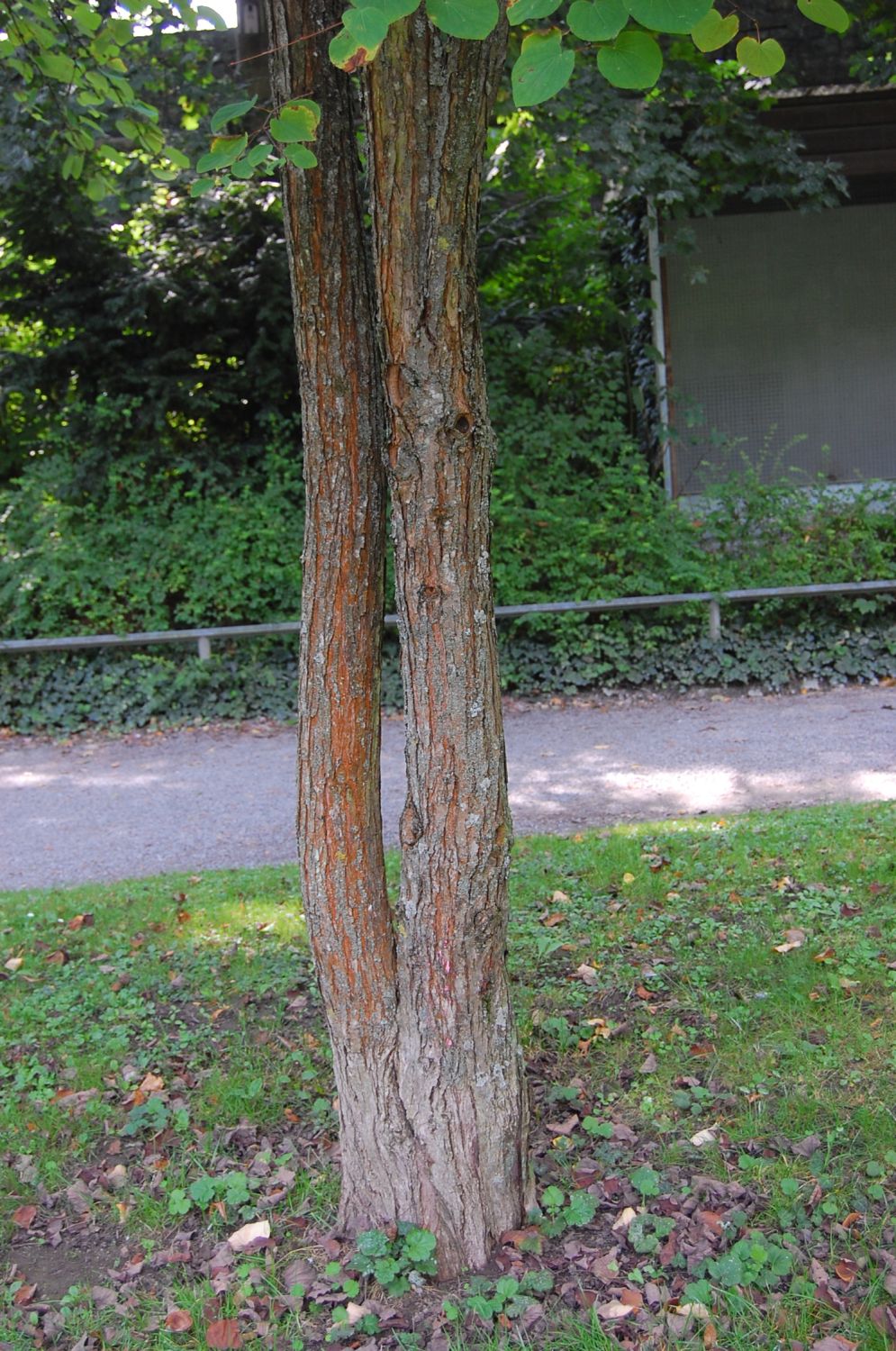 Cercis siliquastrum