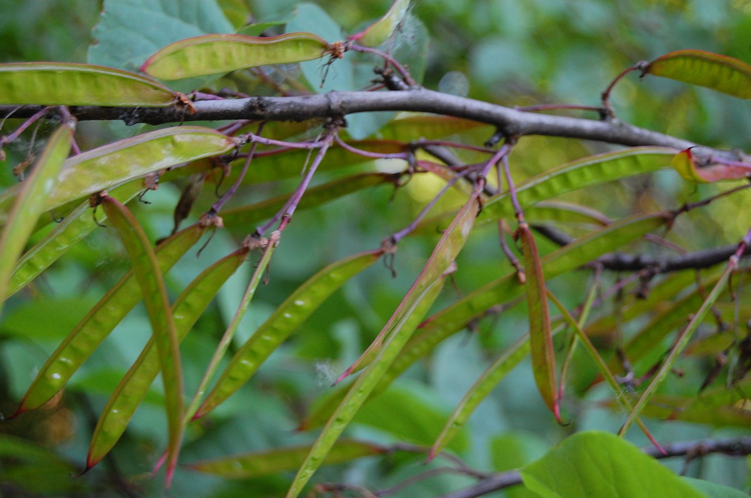 Cercis siliquastrum - Würzburg - 2015
