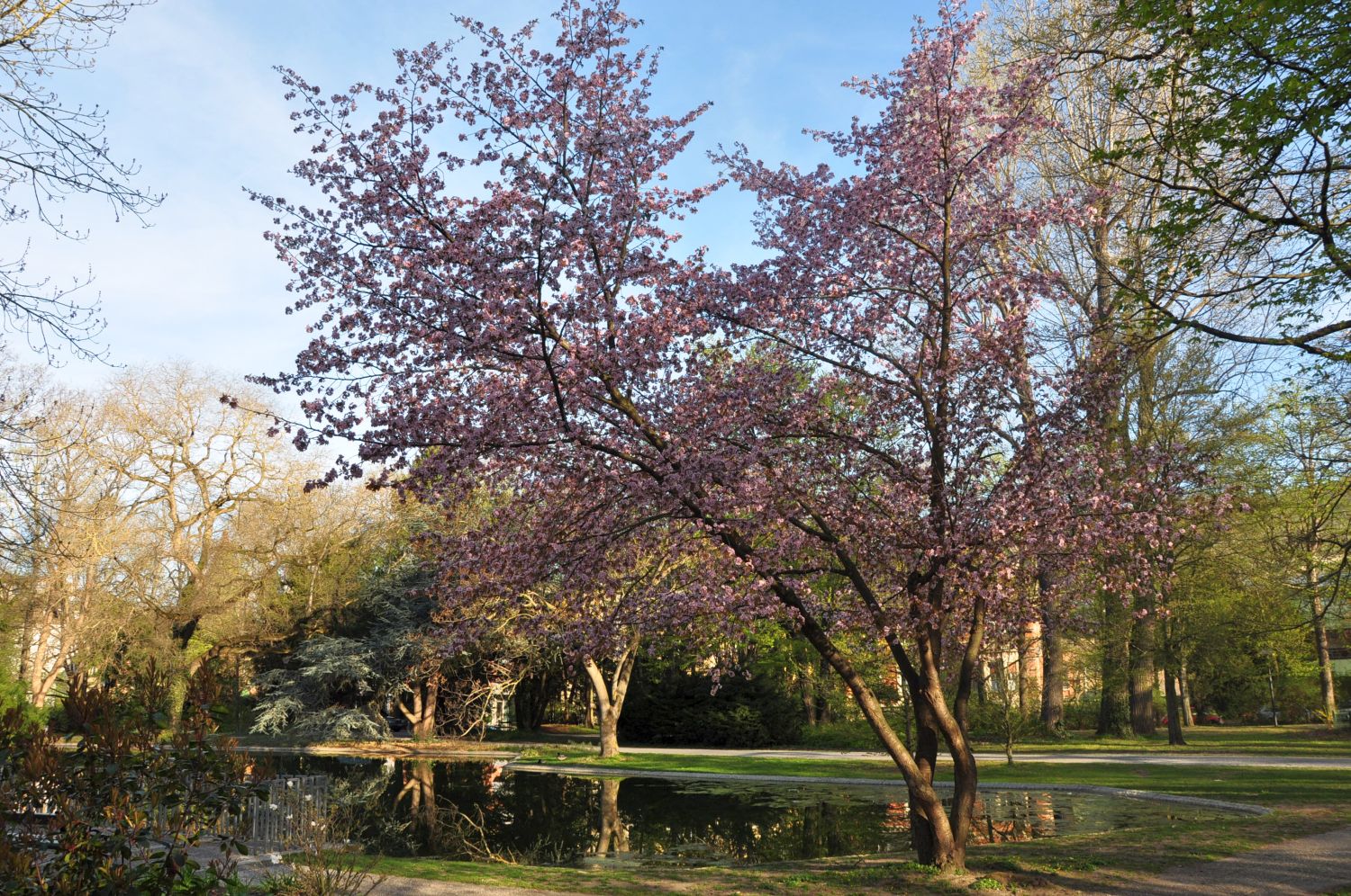 Prunus sargentii