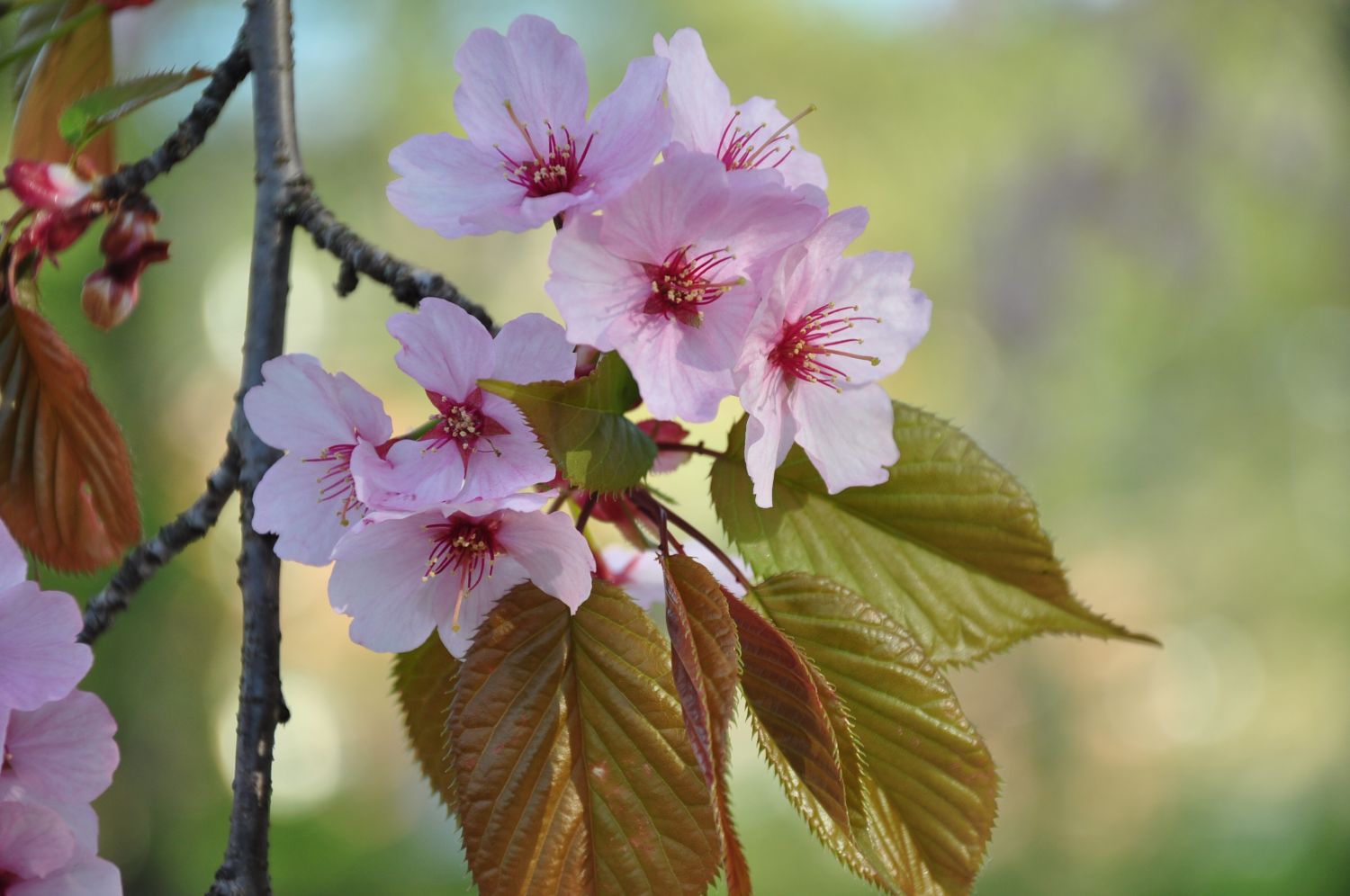 Prunus sargentii - Würzburg - 2015