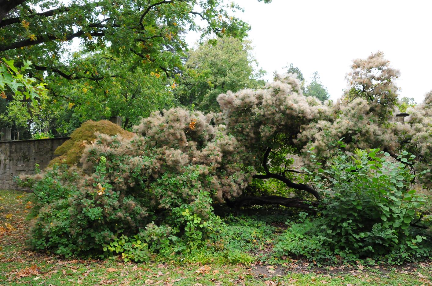 coggygria Cotinus