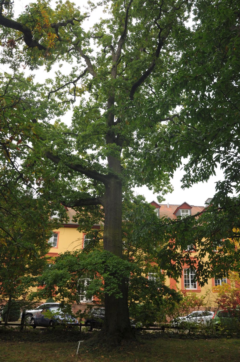 'Cochleata' petraea Quercus