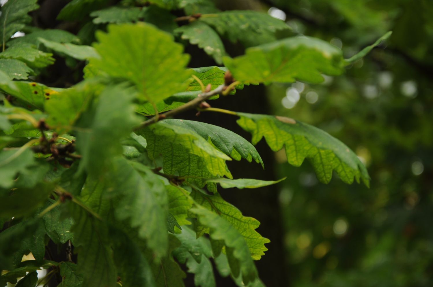 Quercus petraea 'Cochleata' - Kirchheimbolanden - 2016