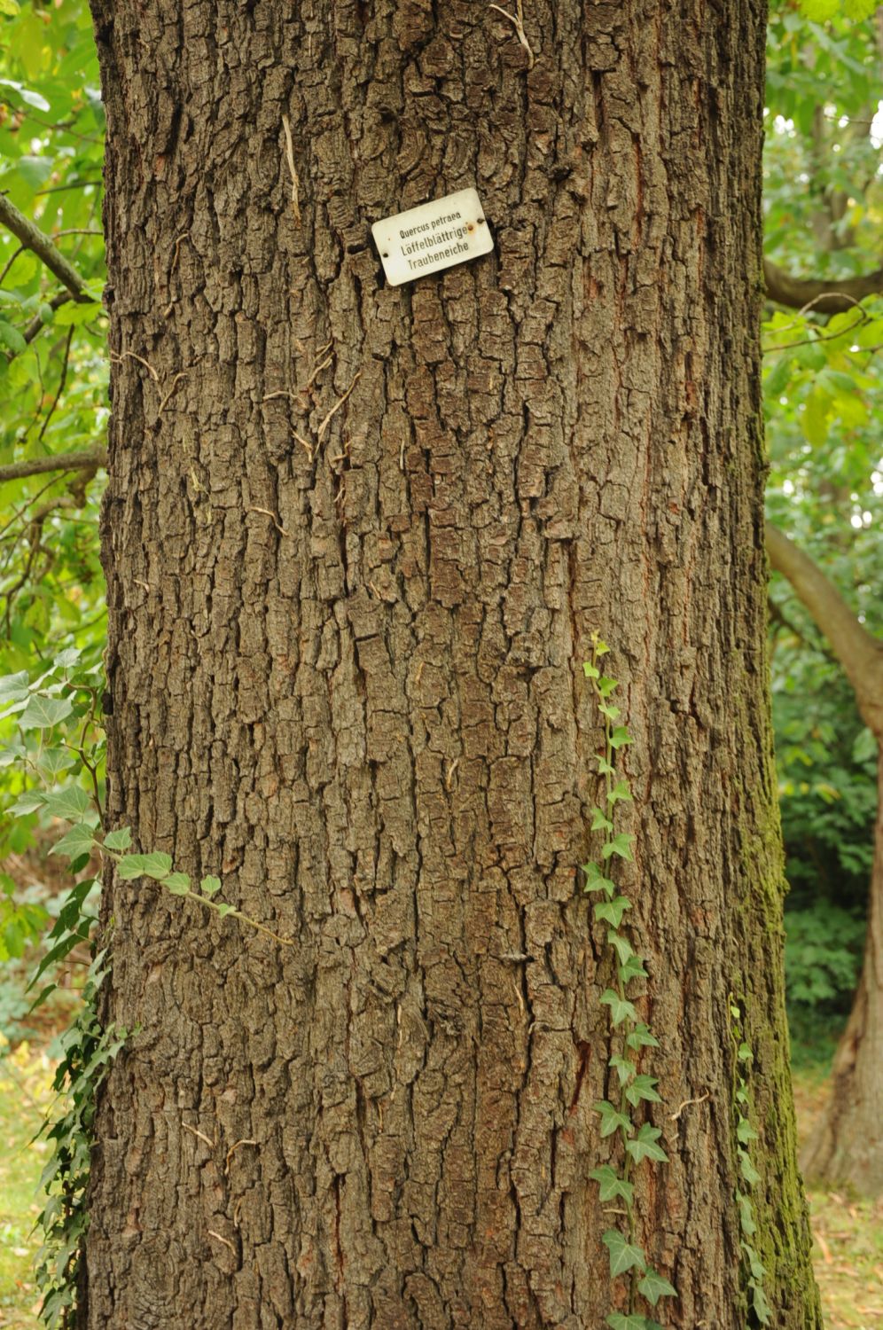 Quercus petraea 'Cochleata' - Kirchheimbolanden - 2016