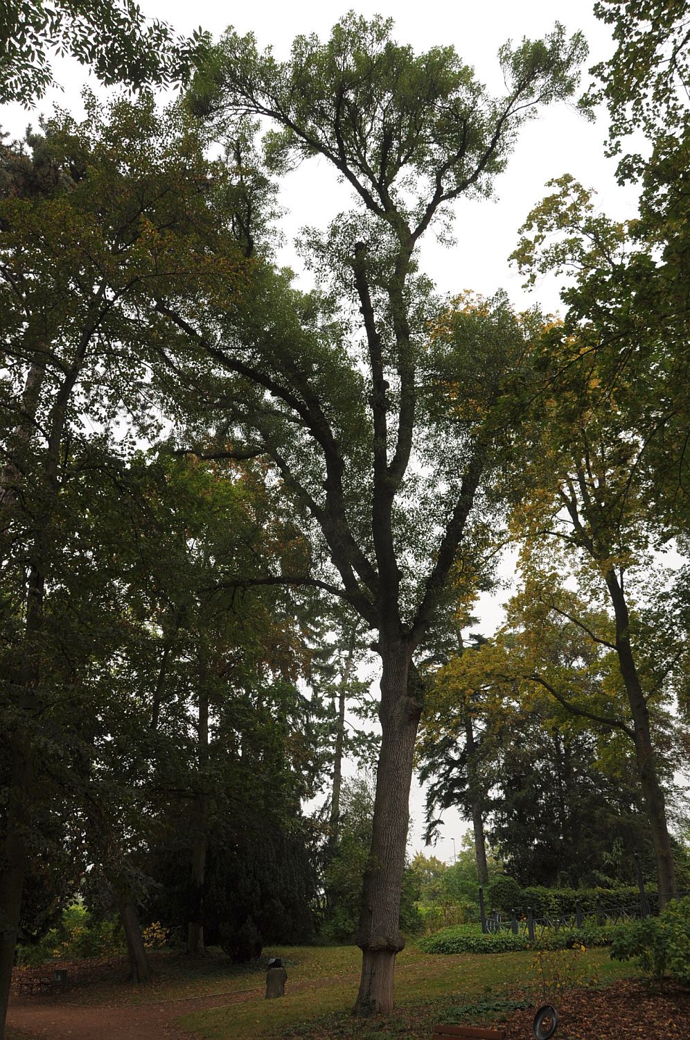 'Diversifolia' excelsior Fraxinus