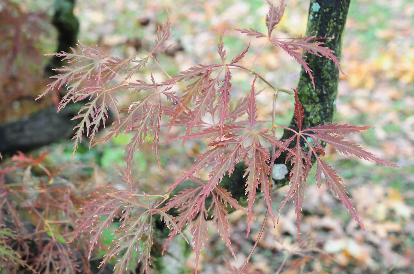 'Rubrifolium' Acer palmatum