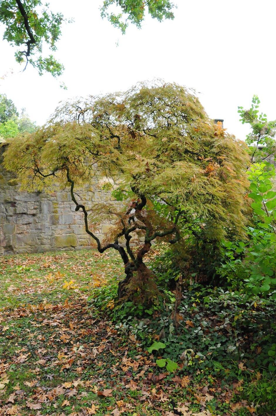 Acer palmatum 'Rubrifolium' - Kirchheimbolanden - 2016