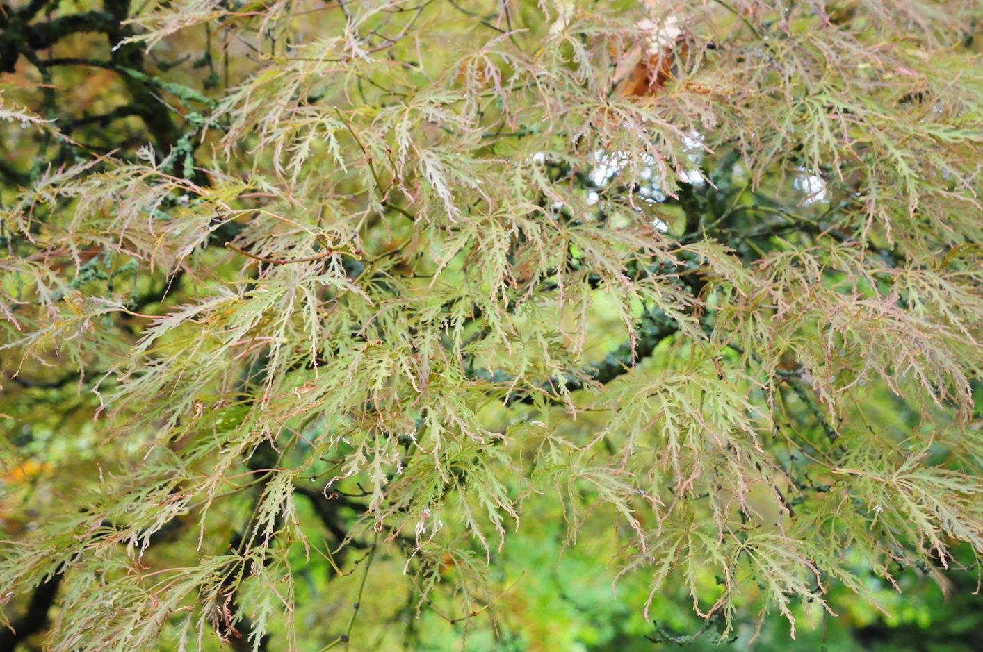 Acer palmatum 'Rubrifolium' - Kirchheimbolanden - 2016