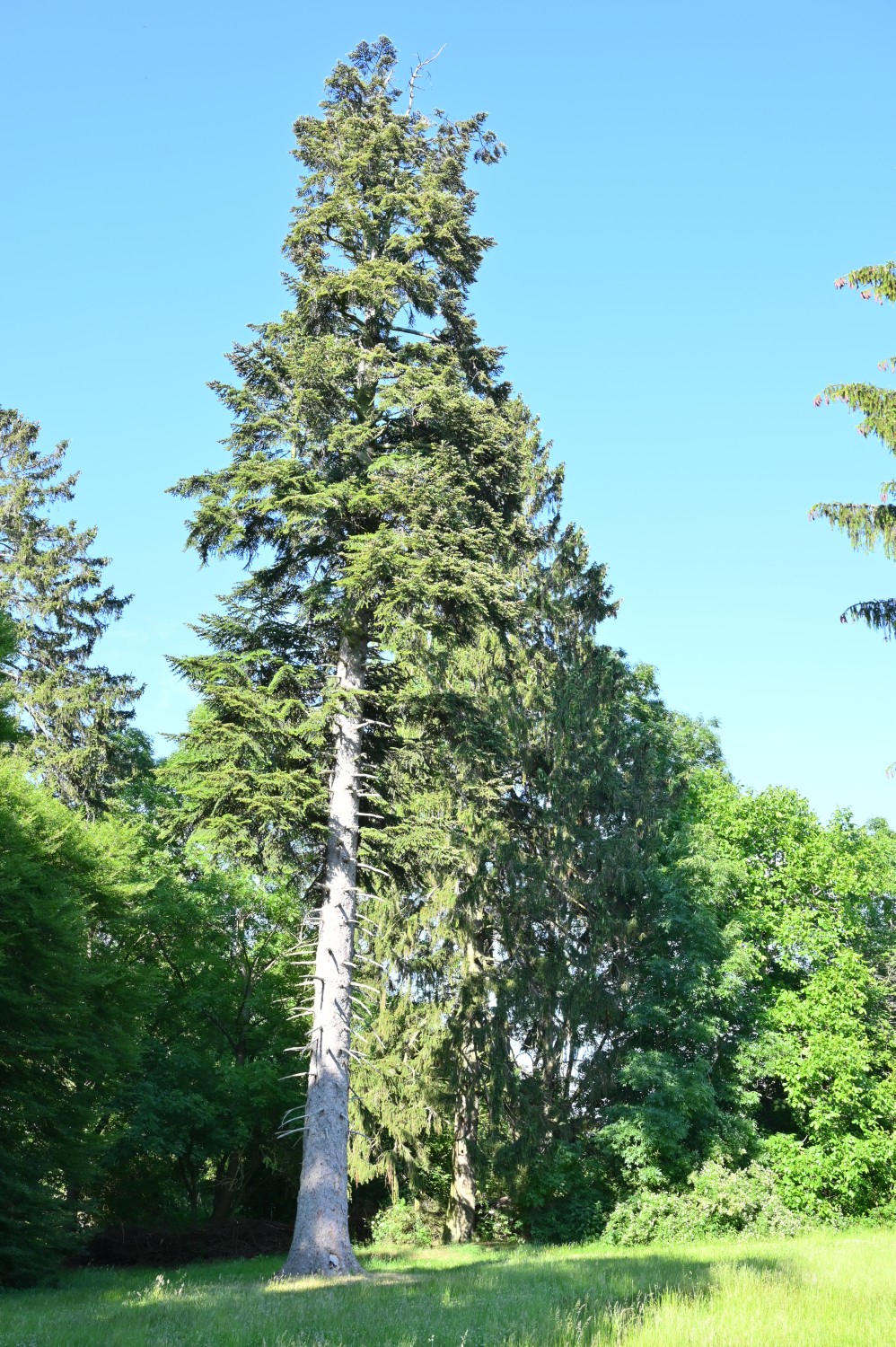 Abies alba