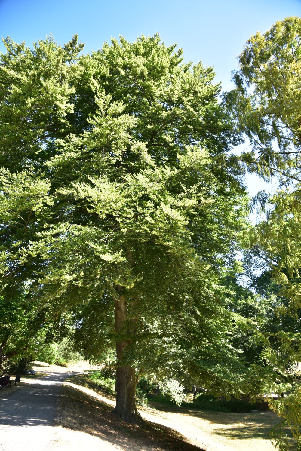 'Grandidentata' Fagus sylvatica