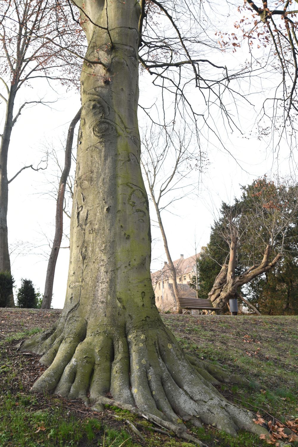 Fagus sylvatica 'Grandidentata' - Lutherstadt Wittenberg - Wallanlagen - 2018