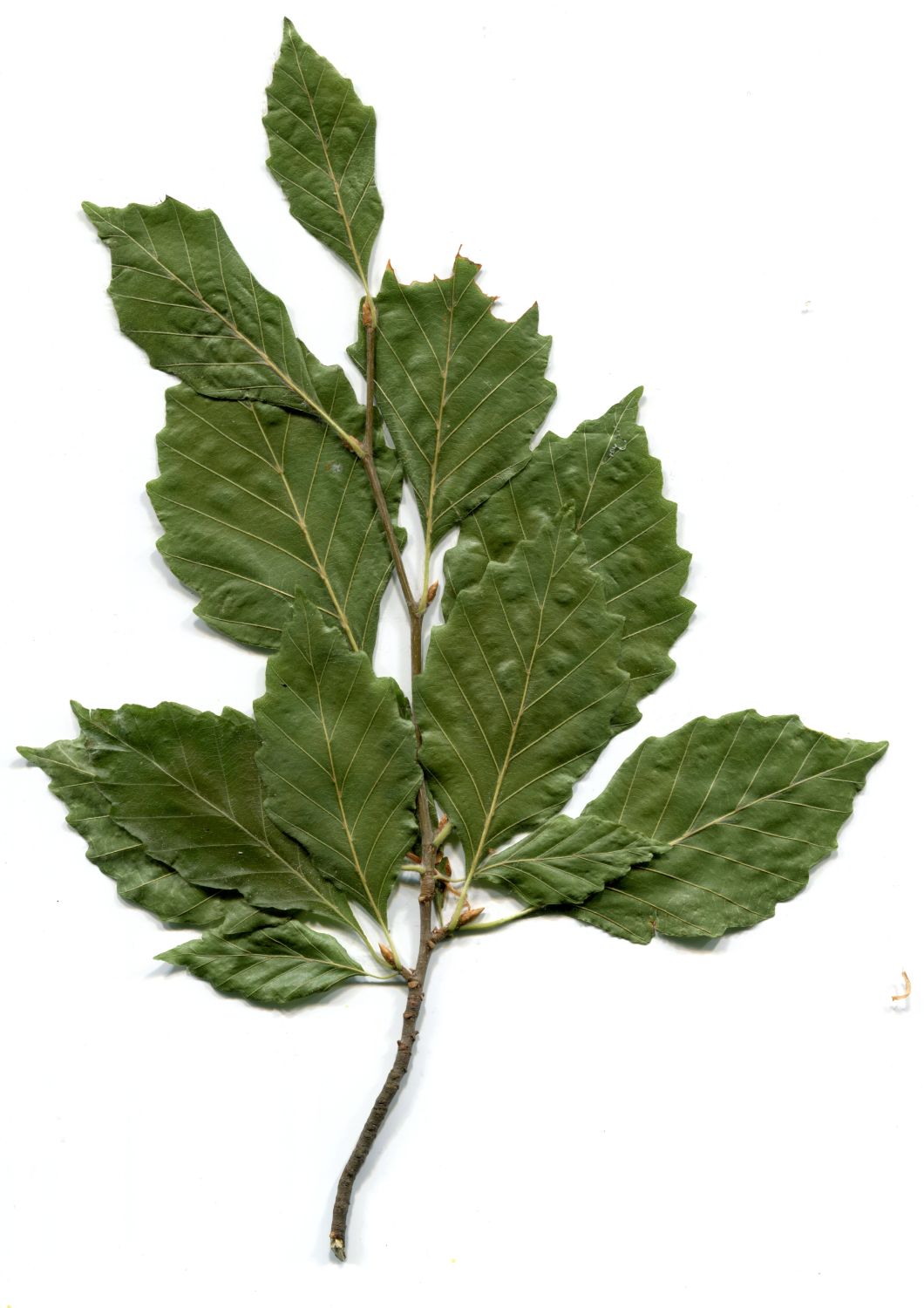 Fagus sylvatica 'Grandidentata' - Lutherstadt Wittenberg - Wallanlagen - 2018