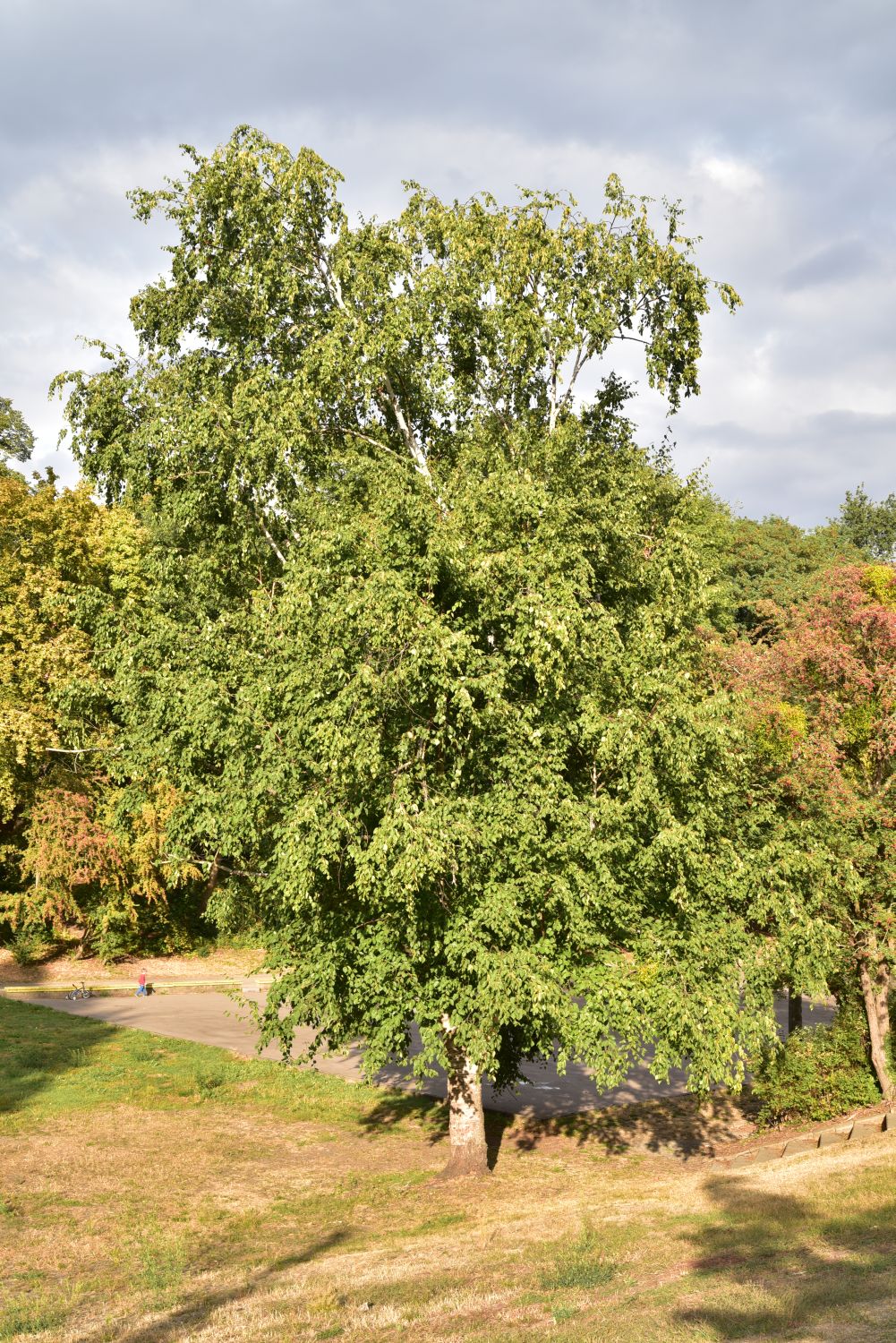 Betula papyrifera