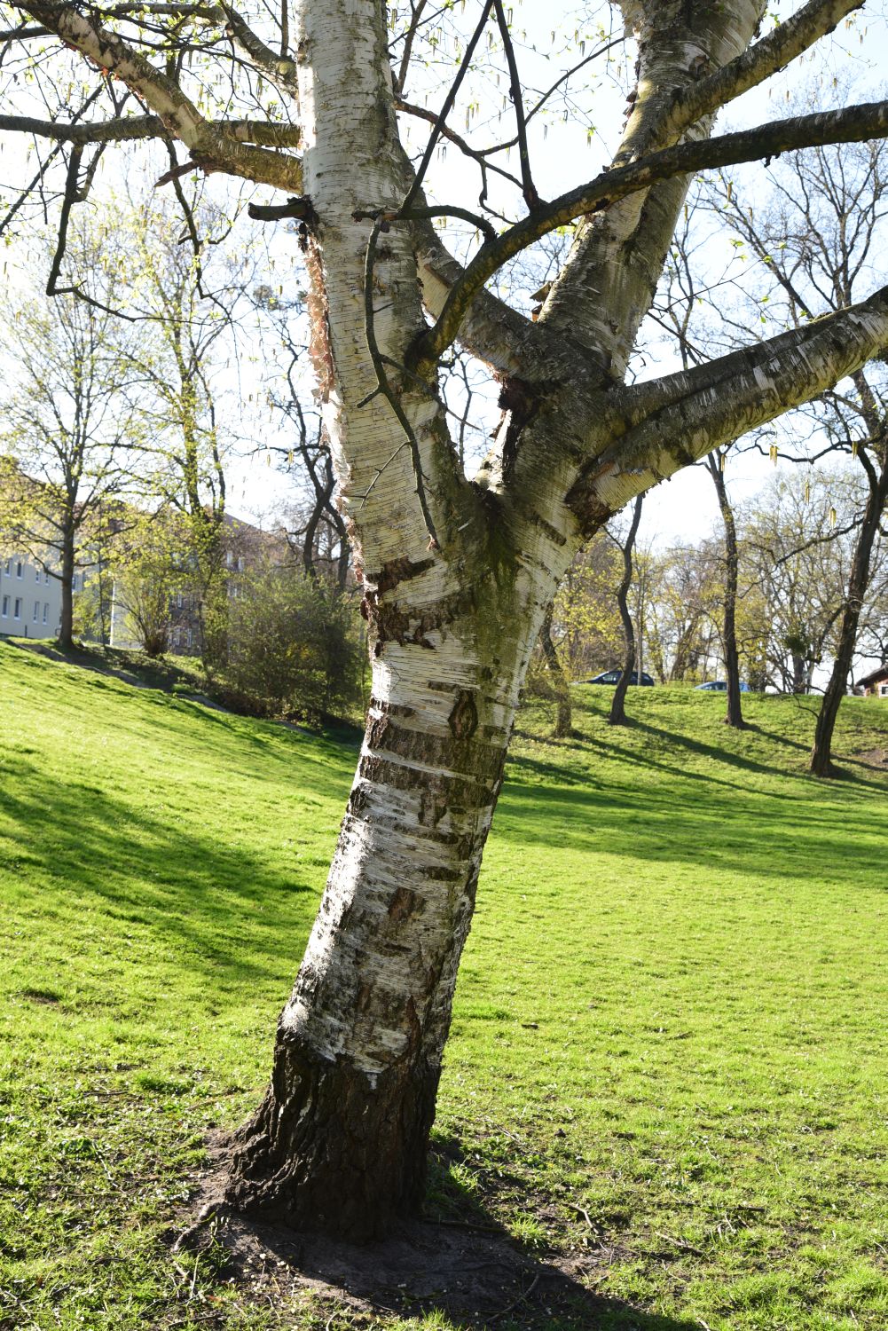 Papier-Birke - Lutherstadt Wittenberg - Wallanlagen - 2015