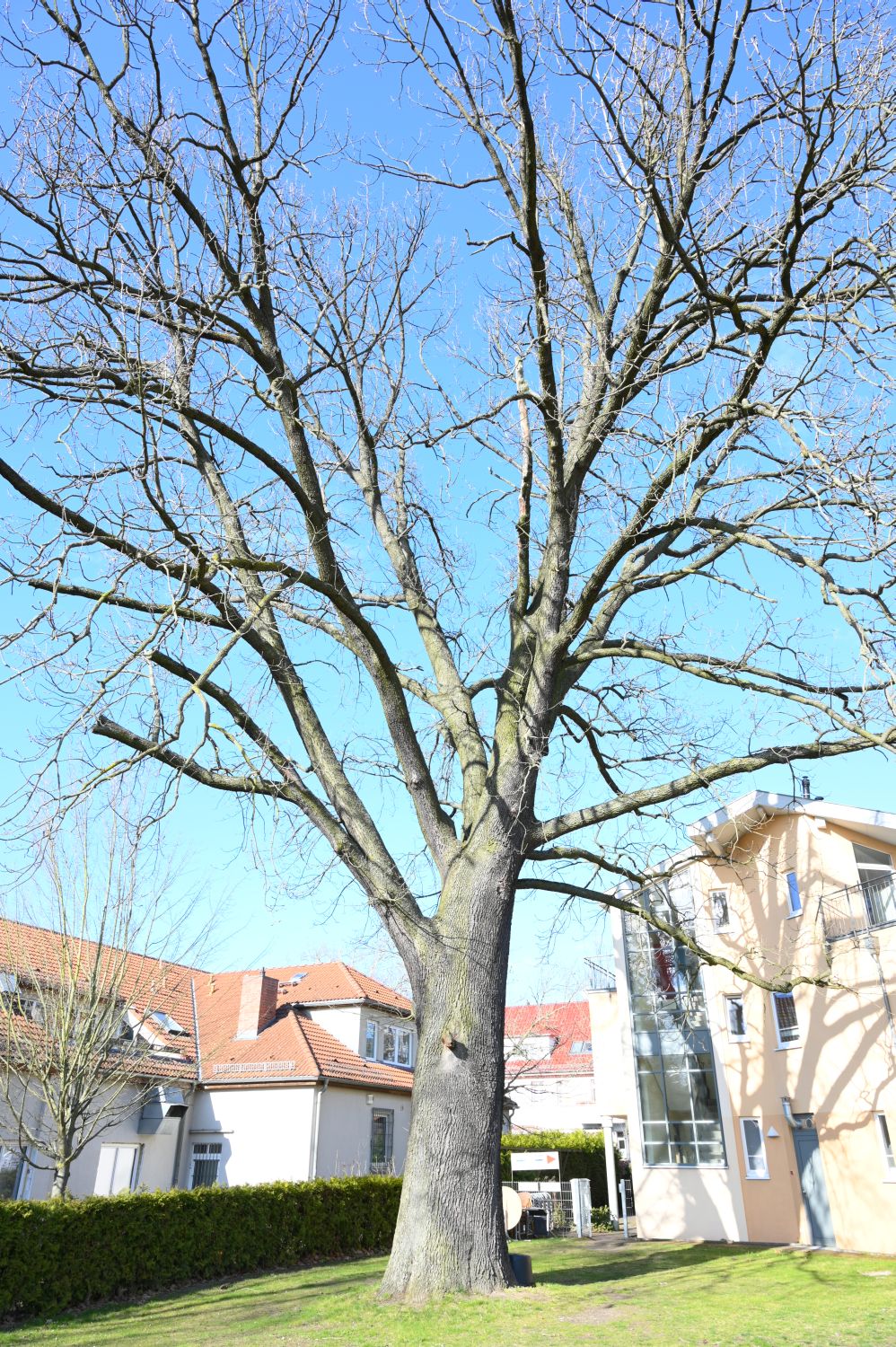 Ungarische Eiche - Berlin-Karow - 2020