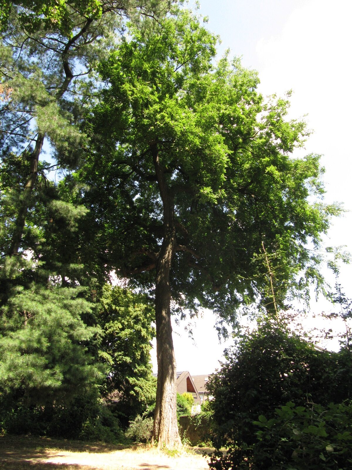 Celtis occidentalis
