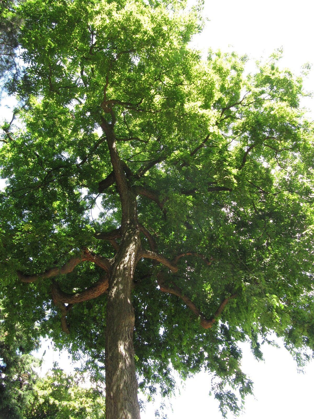 Celtis occidentalis - Köln-Stammheim - Juli 2023