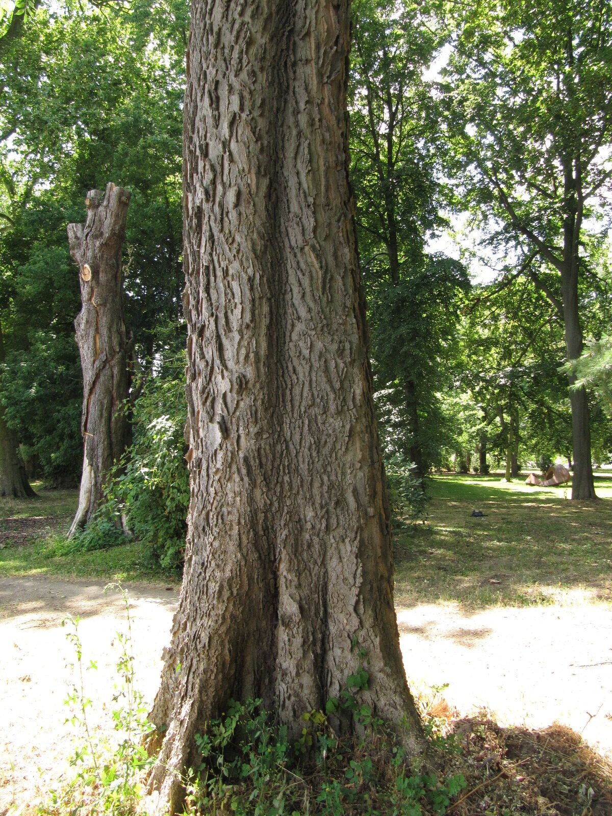 Celtis occidentalis - Köln-Stammheim - Juli 2023
