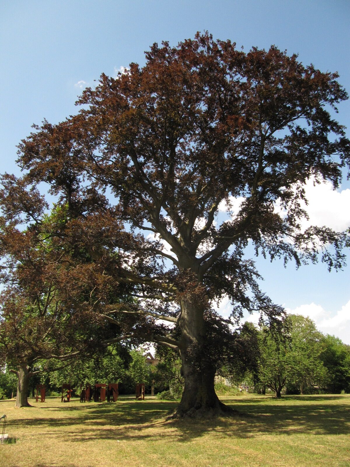 Atropurpurea-Gruppe Fagus sylvatica