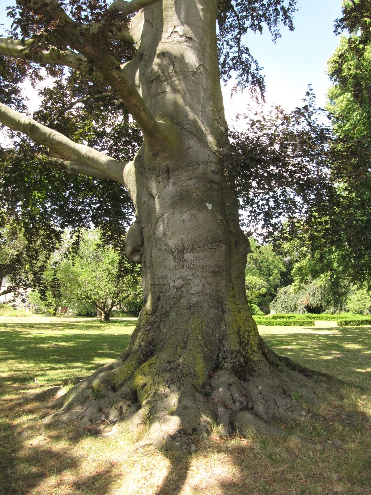 Fagus sylvatica Atropurpurea-Gruppe - Köln-Stammheim - Juli 2023