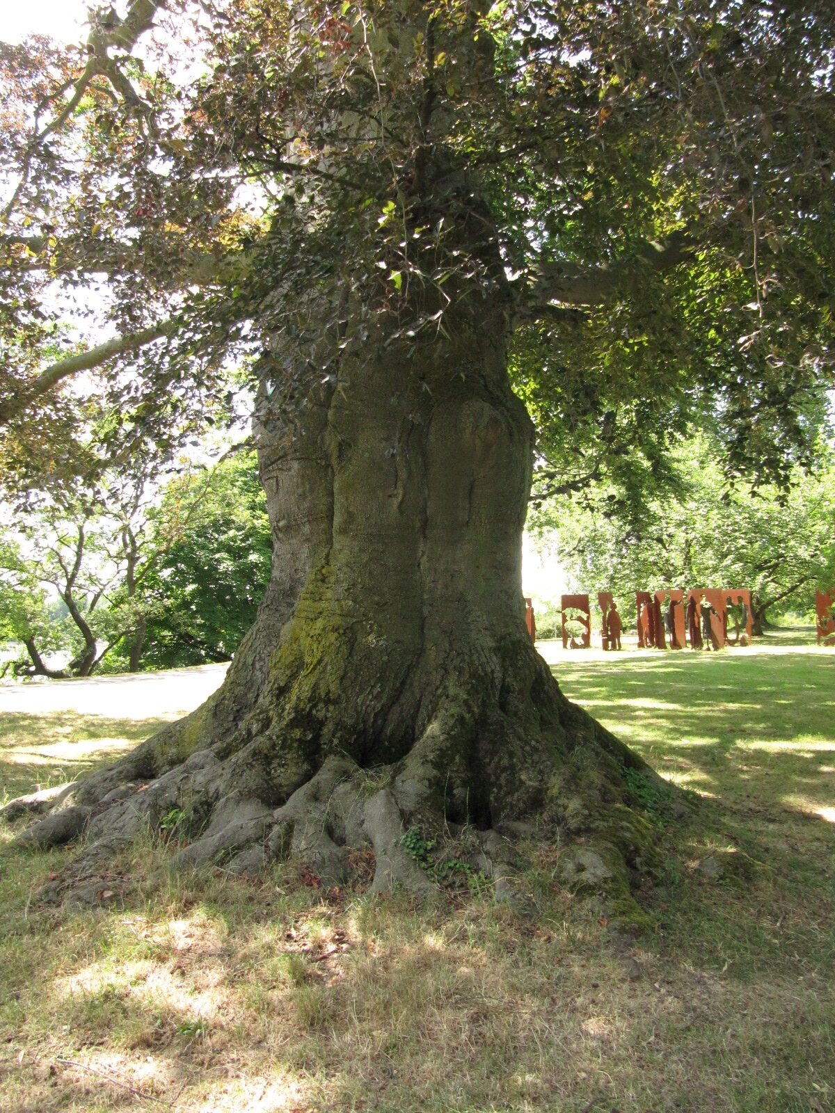 Fagus sylvatica Atropurpurea-Gruppe - Köln-Stammheim - Juli 2023