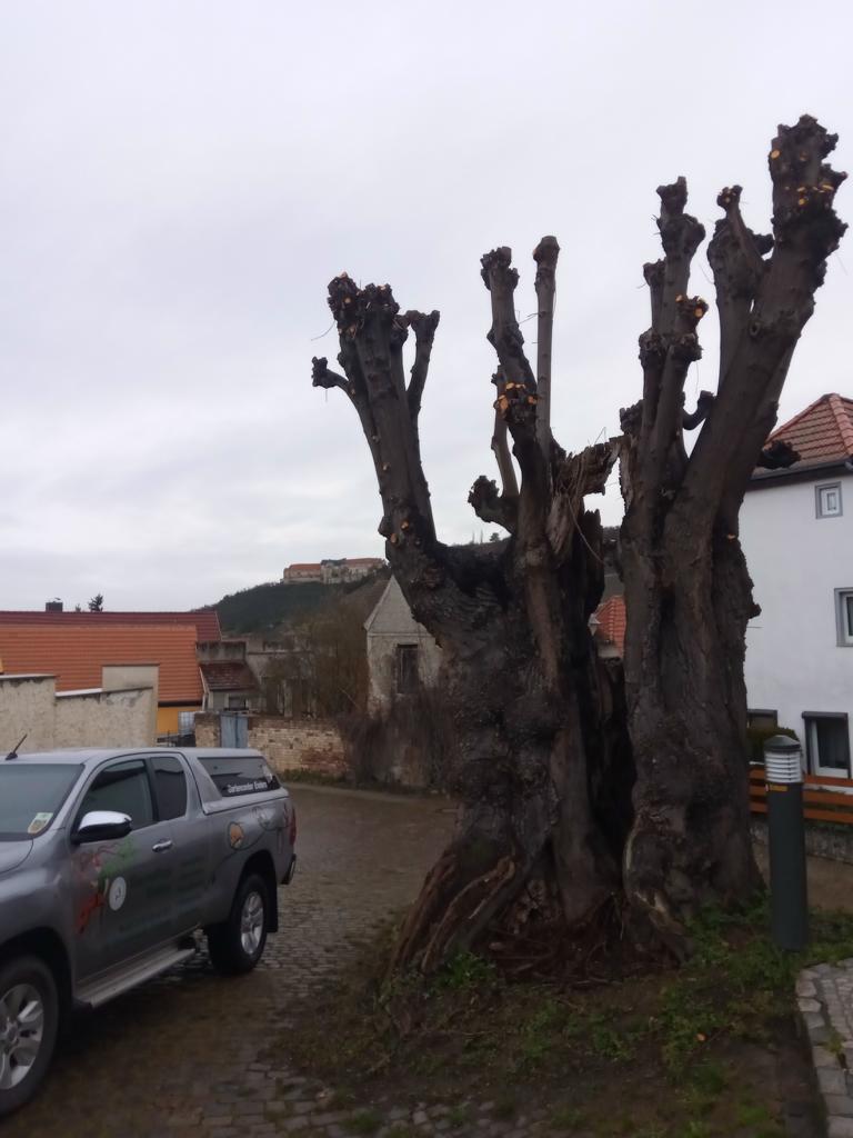 Foto nach Kopfbaumschnitt 2020