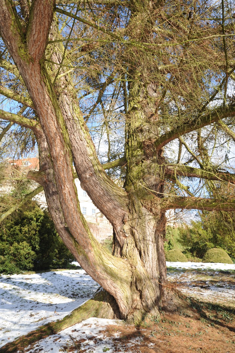 kaempferi Larix