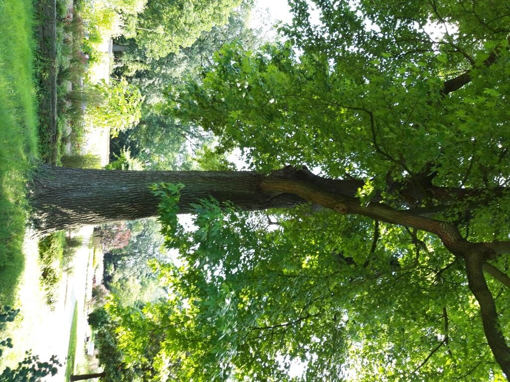 Liquidambar styraciflua - Krefeld, Botanischer Garten - 2021