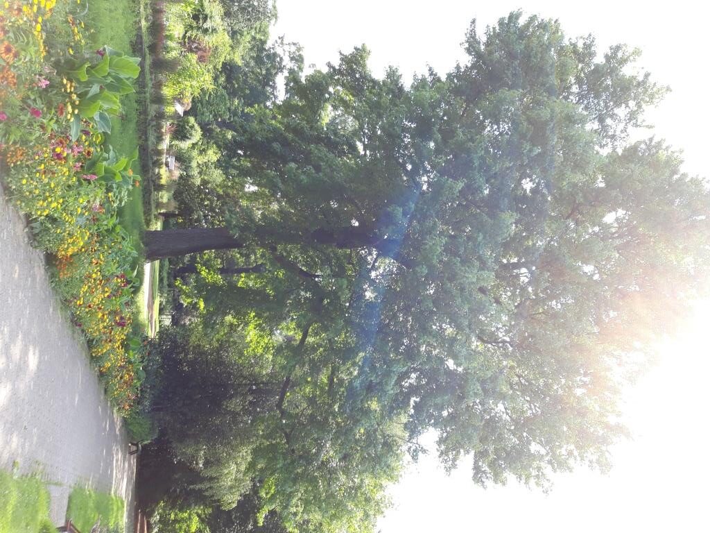 Liquidambar styraciflua - Krefeld, Botanischer Garten - 2021