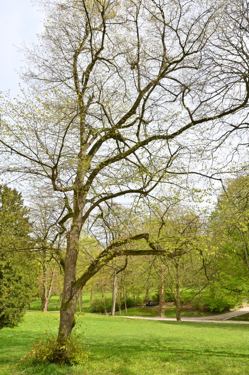 'Laciniata' platyphyllos Tilia