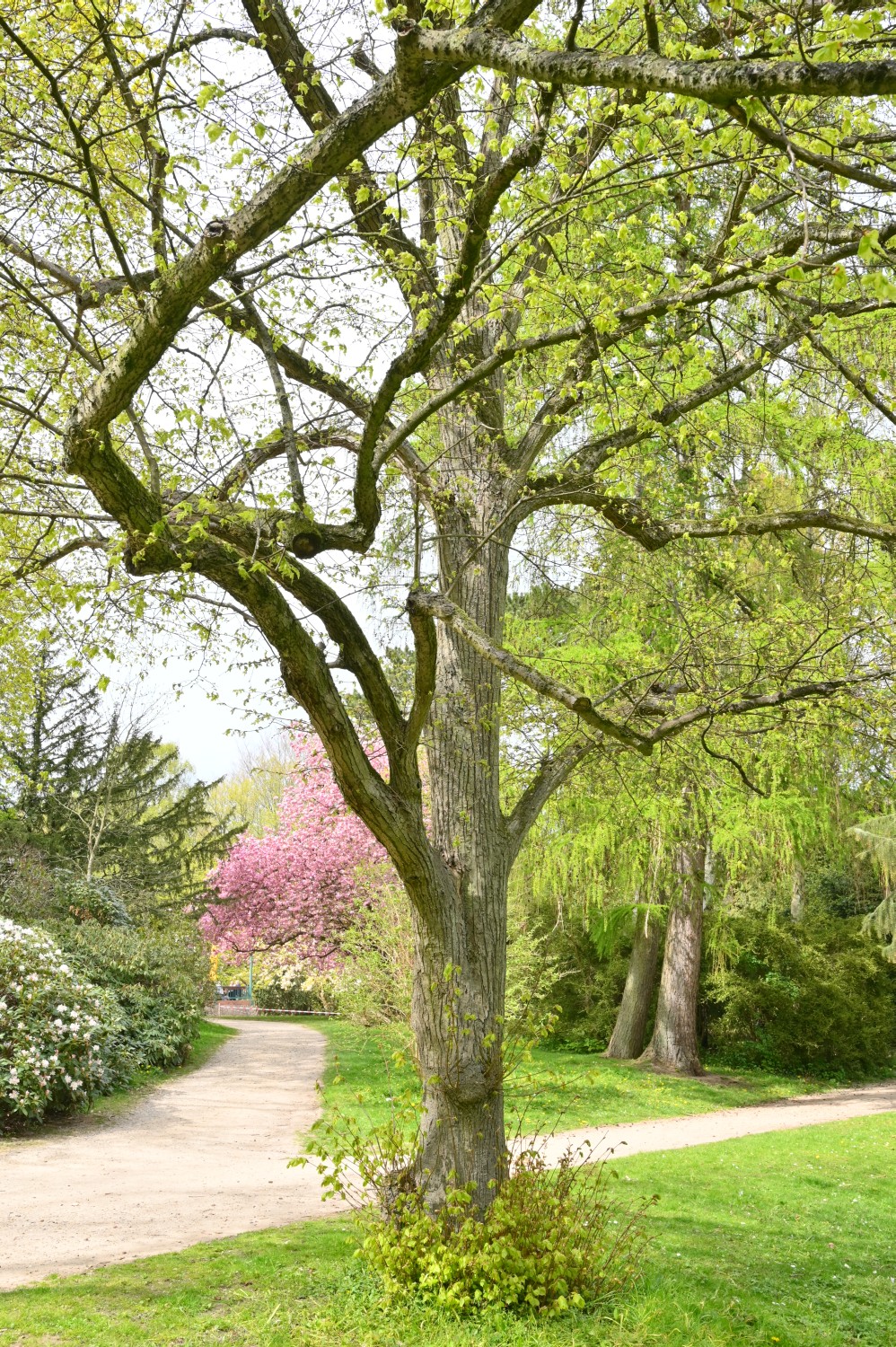 Tilia platyphyllos 'Laciniata' - Kiel - 2022