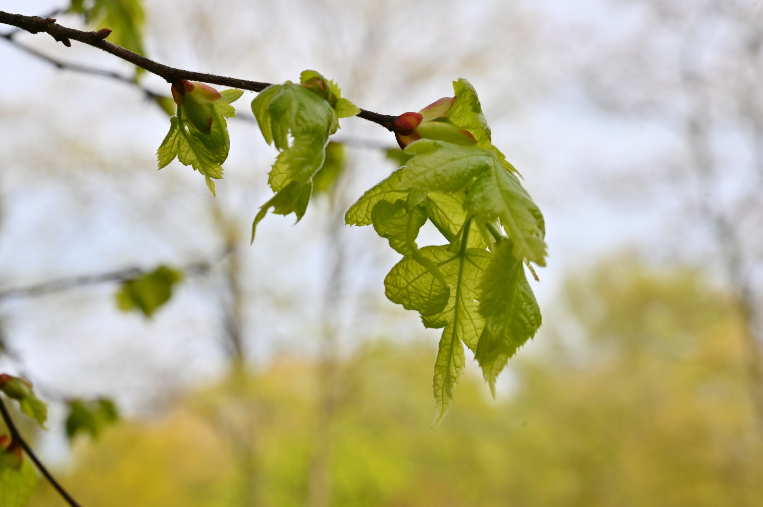 Tilia platyphyllos 'Laciniata' - Kiel - 2022