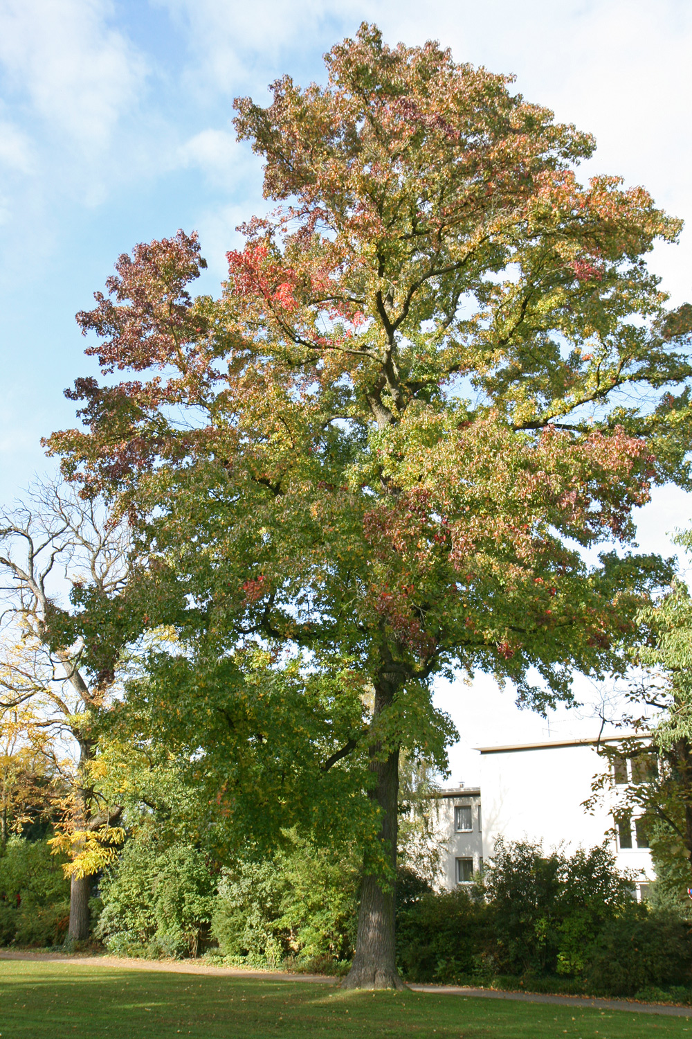 Liquidambar styraciflua - Schlosspark Weinheim - April 2017