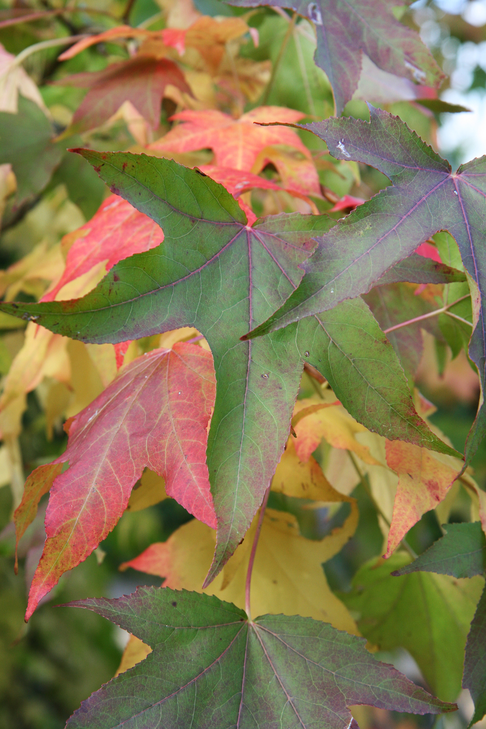 Liquidambar styraciflua - Schlosspark Weinheim - Okt. 2017