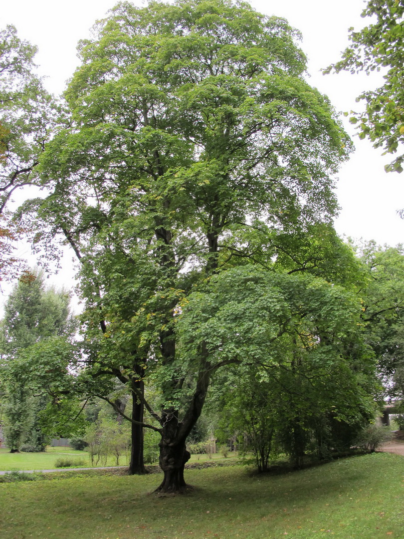 Acer cappadocicum - Plauen - September 2009