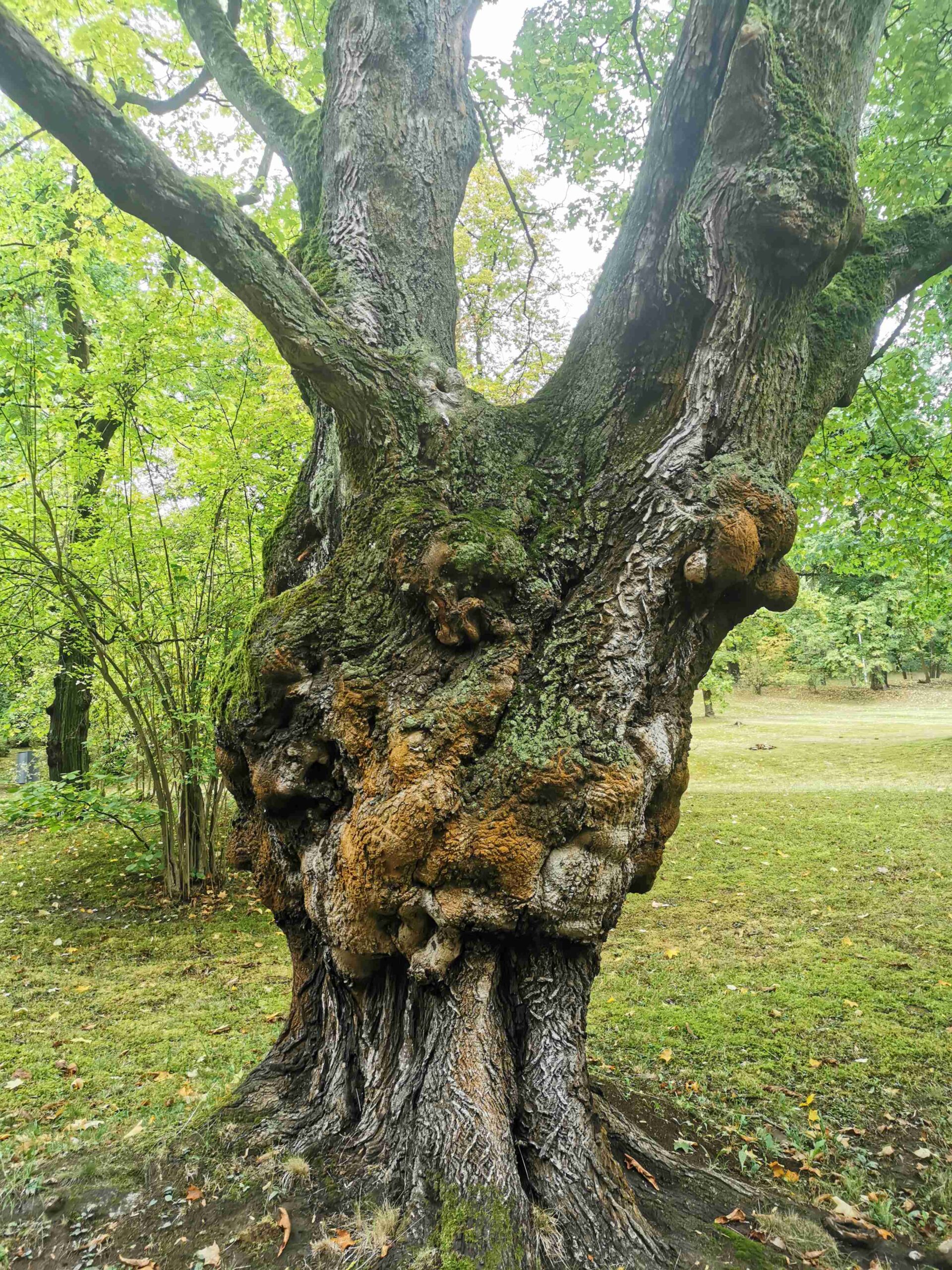 Aver cappadocium - Plauen - Sept. 2025
